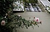 Dornroeschen - (c) C Tussing.jpg